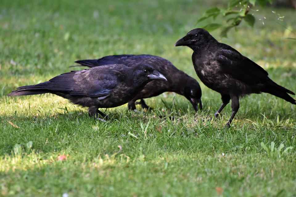 Three crows foraging in a backyard.