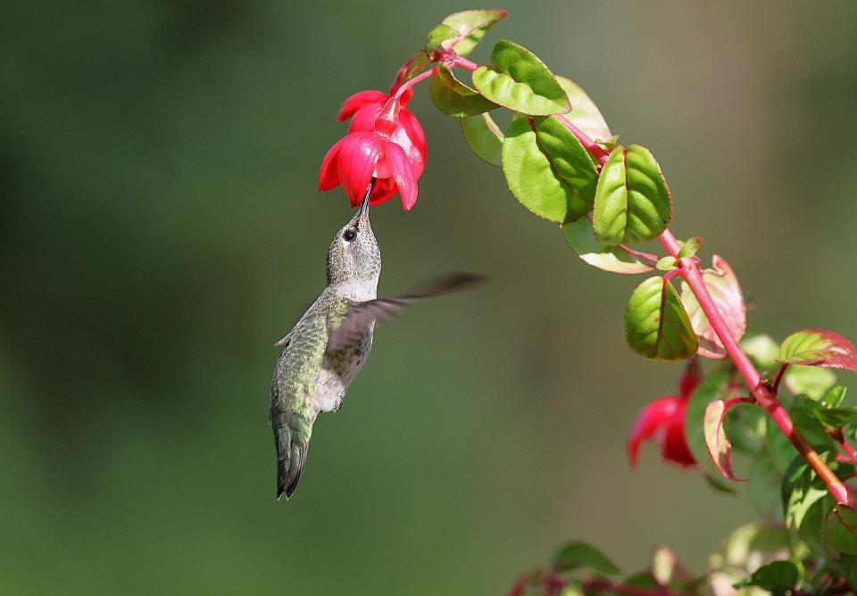 A female Annas Hummingbird feeding on nectar from a red flower.