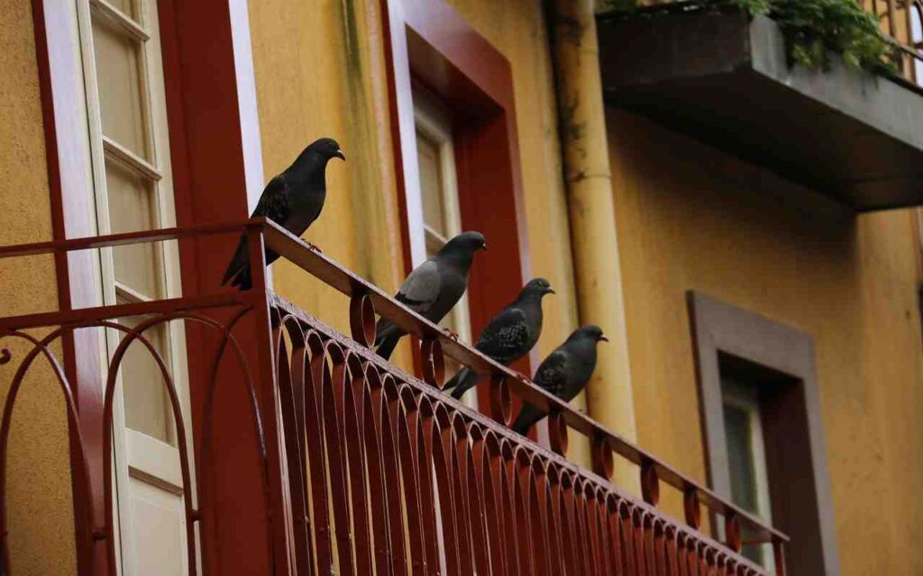 Feral pigeons perched on a balcony railing.