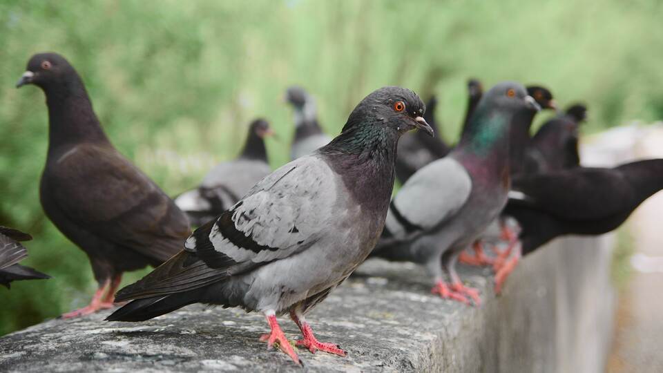 A flock of feral pigeons taking over a balcony.