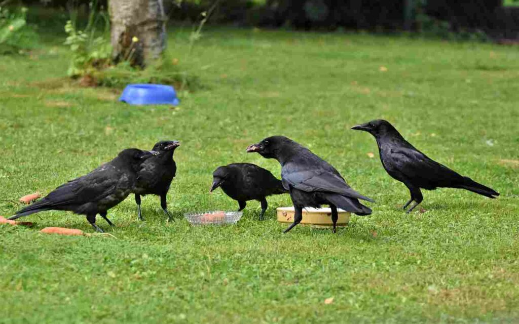 A small group of crows in a yard feeding on dog food, from a bowl.