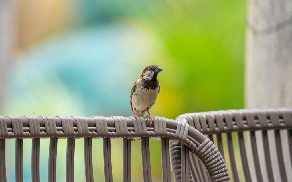 A House Sparrow perched on a patio chair.