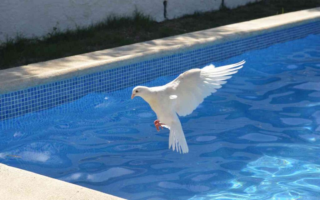 A pigeon flying over a clean backyard swimming pool.