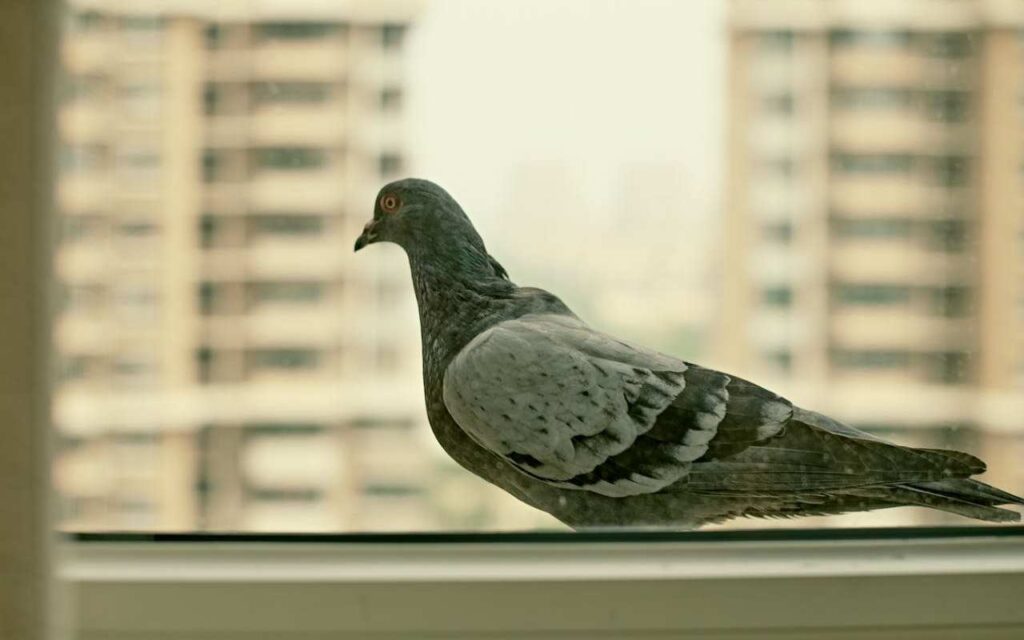 A pigeon perched on an apartment window ledge.