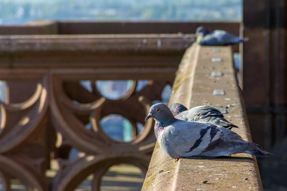 Several pigeons perched on a balcony railing, with droppings visible.