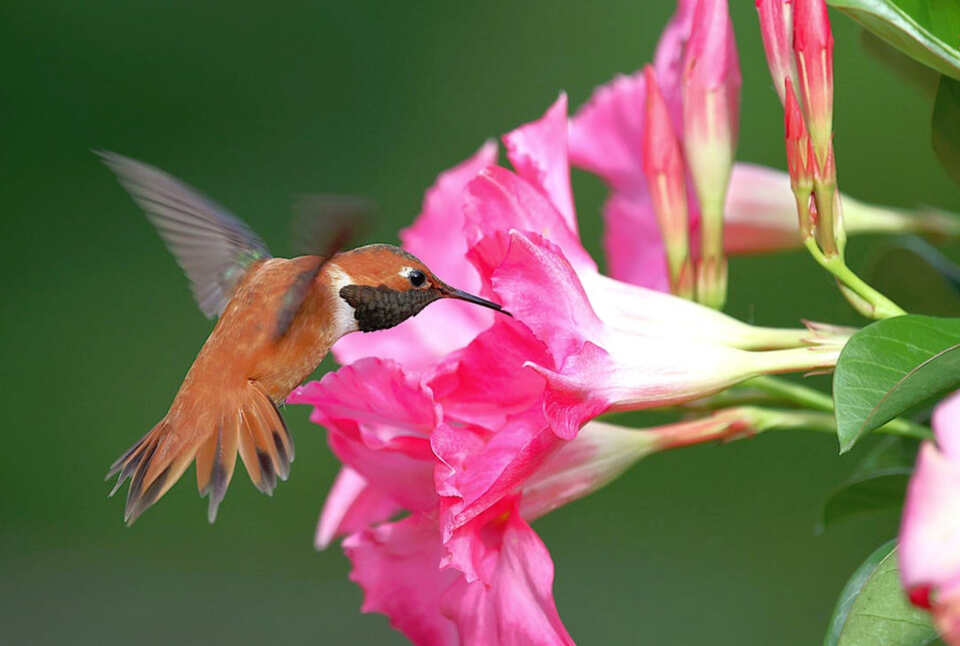 A Rufous Hummingbird feeding on nectar from a pink flower.