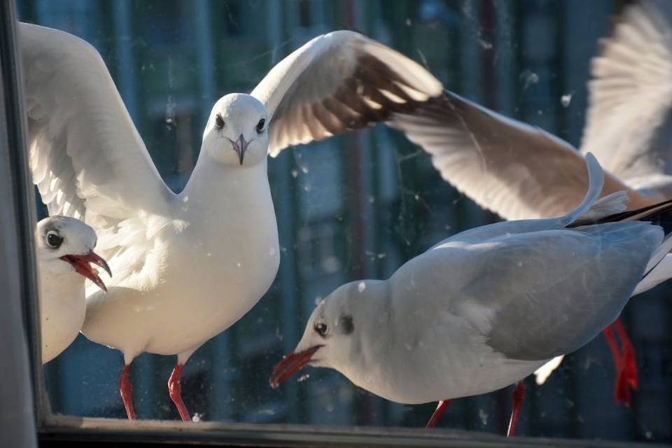 Seagulls perched on a window ledge.