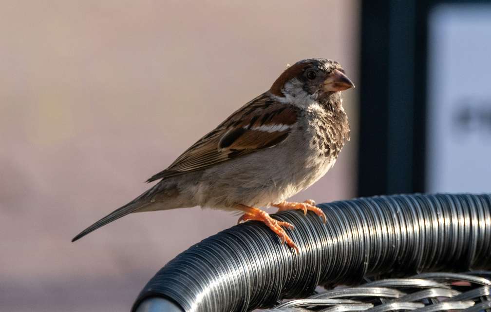 A sparrow perched on a wicker patio chair.