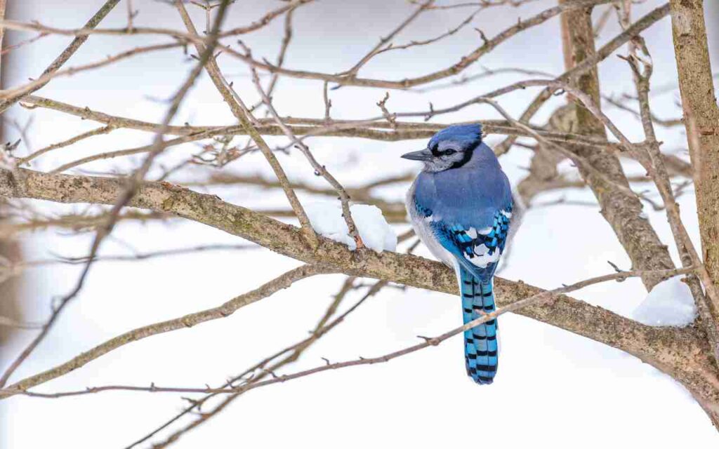 Non-migrating Blue Jay perched in a bare backyard tree in winter.
