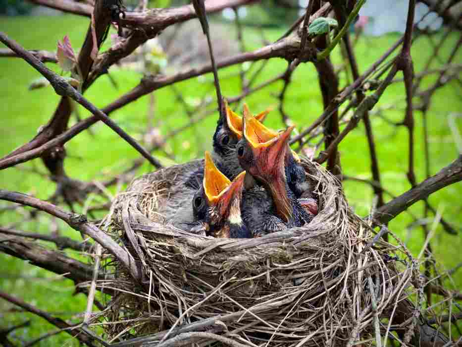 American robin chicks sitting in a nest in a backyard during spring.