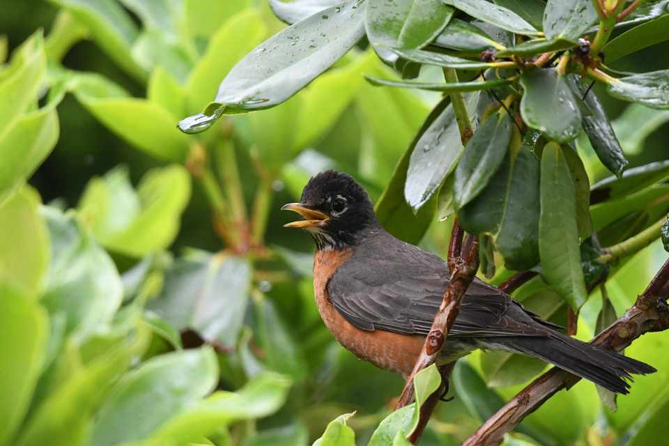 American robin perched in a tree in the shade on a hot summer afternoon, illustrating reduced bird activity during midday.