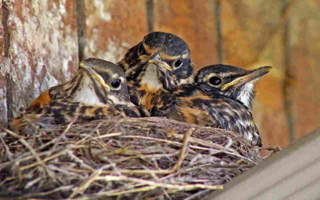 Three American Robin nestlings in a leafy nest in spring, partially feathered and waiting to be fed by parent birds.