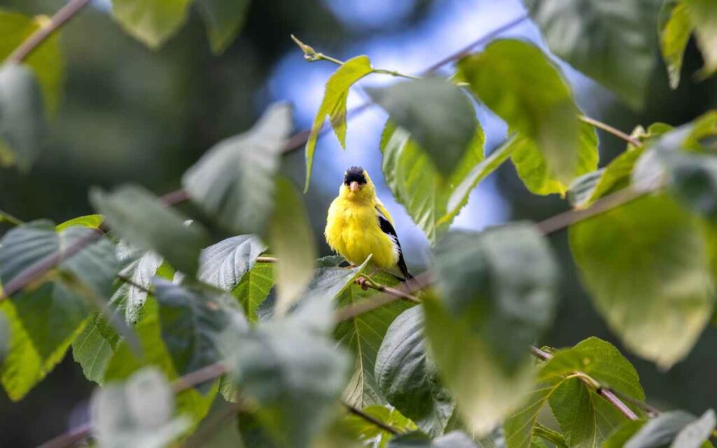 American goldfinch resting in a shaded tree during summer heat.