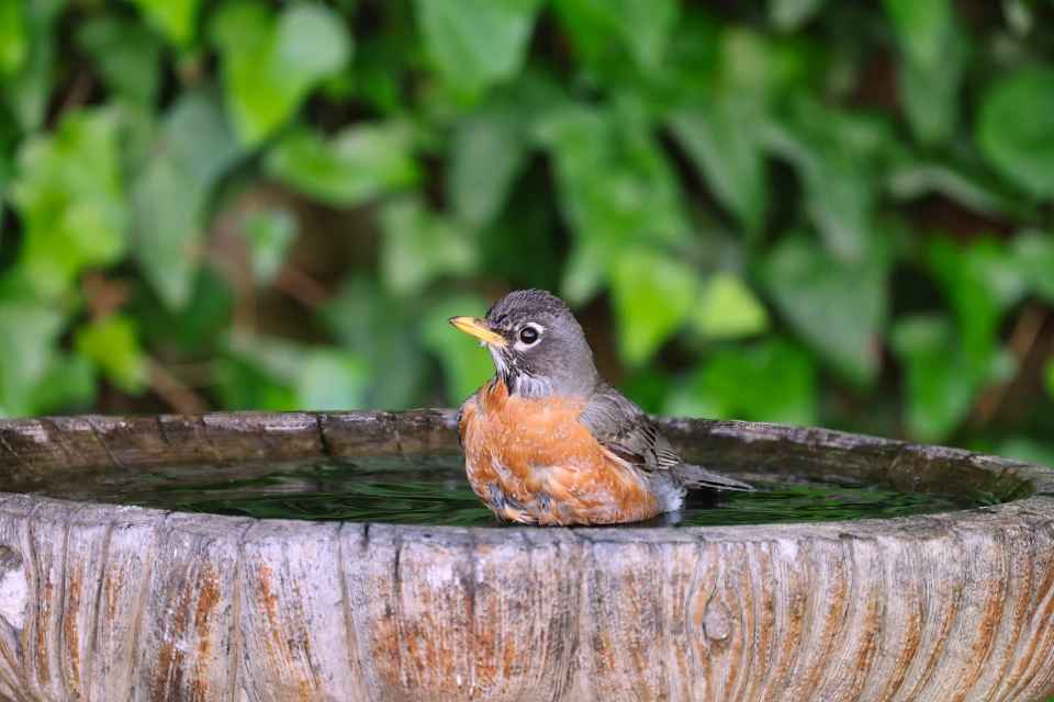 An American robin drinking and splashing in a backyard birdbath on a sunny summer day.