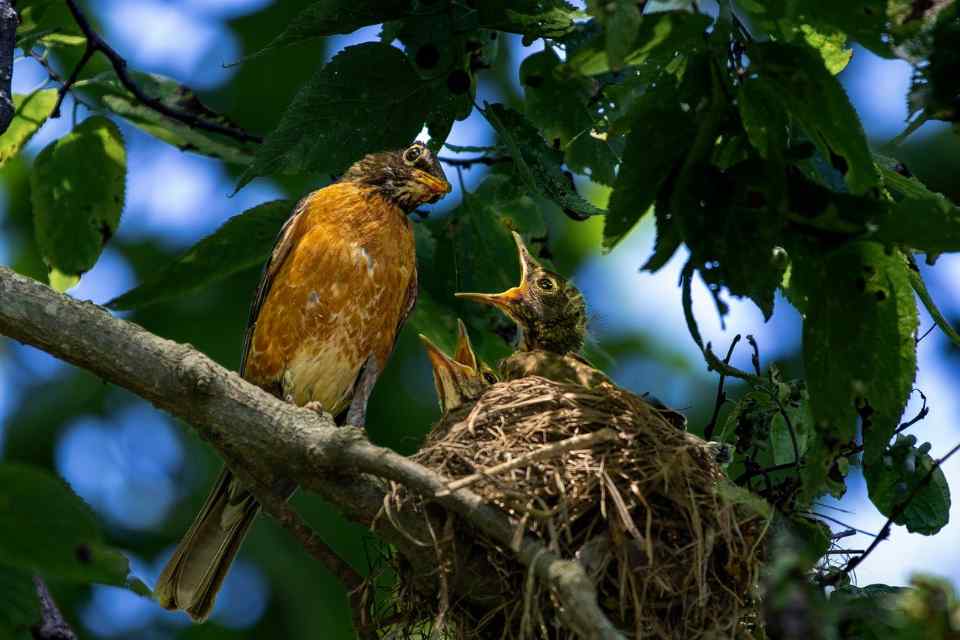 Female American robin feeding her chicks in a backyard nest during spring.