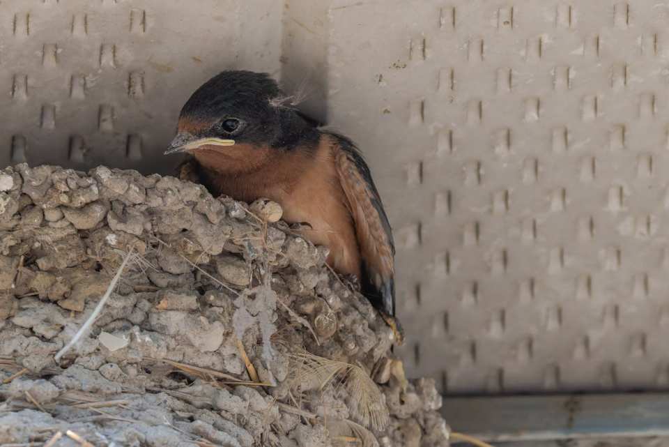 A barn swallow using mud and grass to construct its nest during spring.