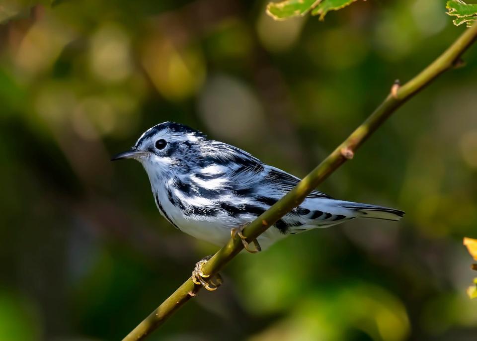 Black-and-white Warbler perched on a tree branch in spring.