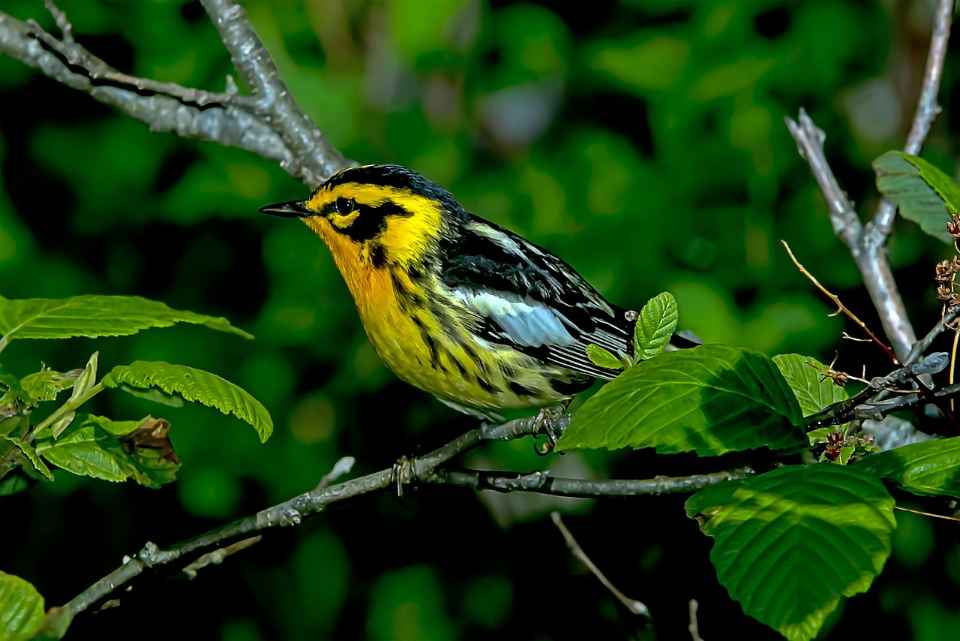 Brightly colored Blackburnian Warbler perched on a tree branch in spring.