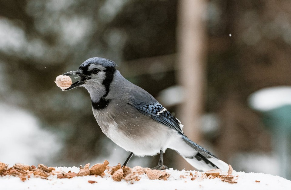 A Blue Jay eating peanuts at a backyard feeding station in winter.