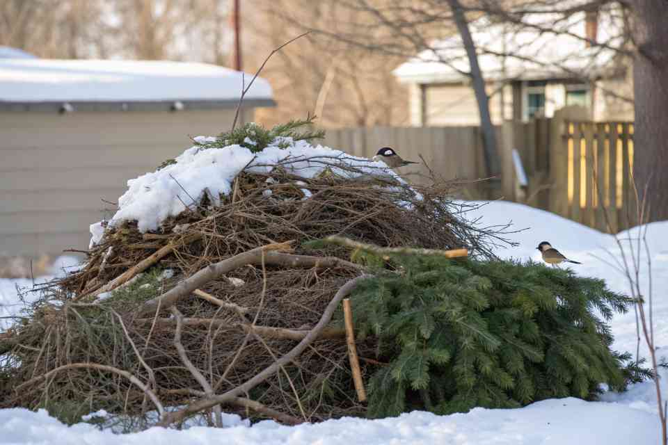 A brush pile for backyard birds in winter.