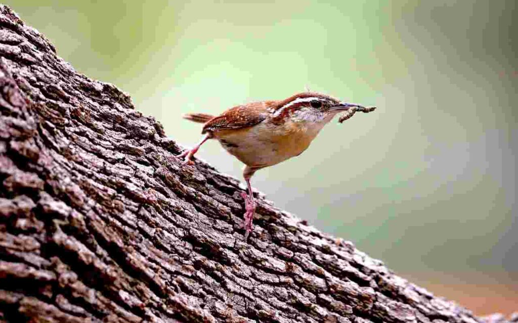 Carolina wren holding a caterpillar in its beak while gathering food for its nestlings.