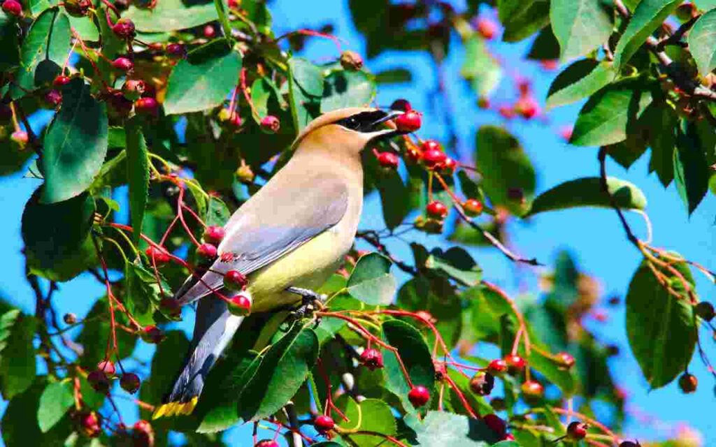 A Cedar Waxwing feeding on native serviceberries in a backyard tree.