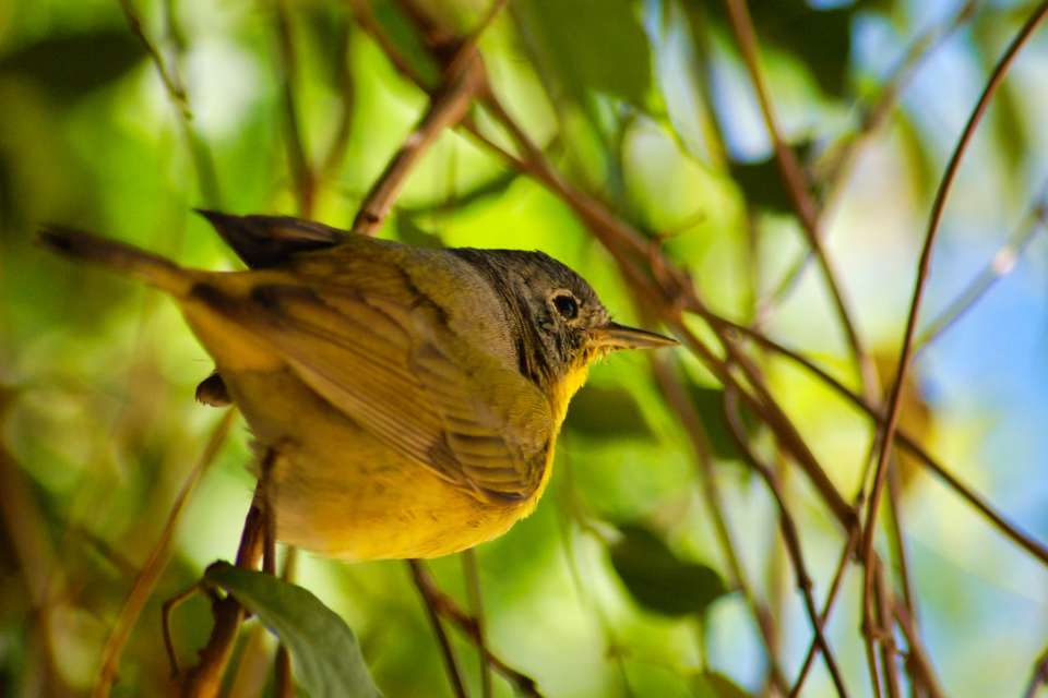 Common Yellowthroat perched in a shaded tree to stay cool during summer.
