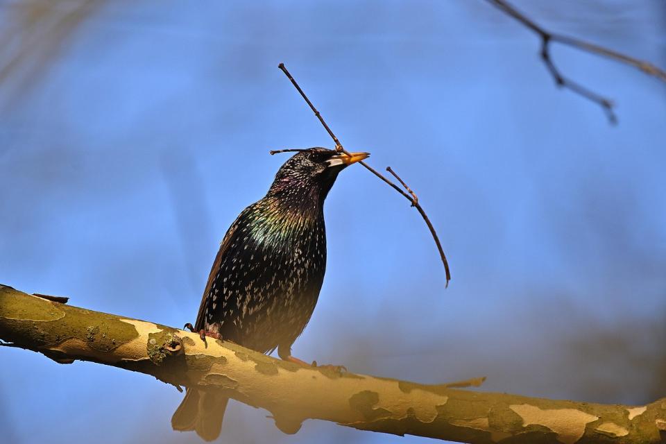 A European starling carrying nesting material in its beak, preparing a nest.