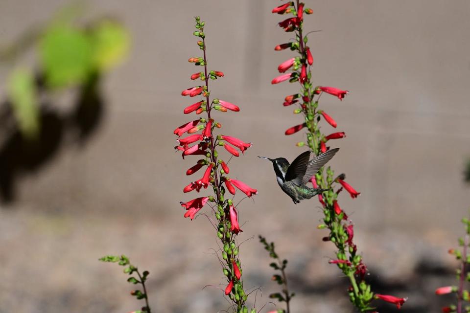 A hummingbird flying around a Firecracker Penstemon flower.