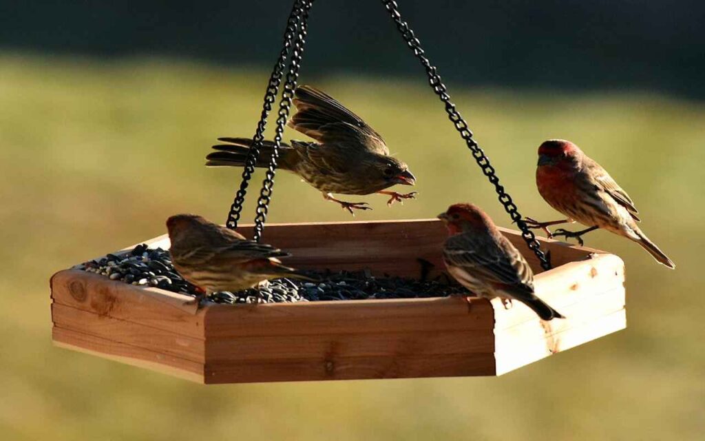 House finches feeding at a backyard platform feeder during peak summer bird activity in the morning.