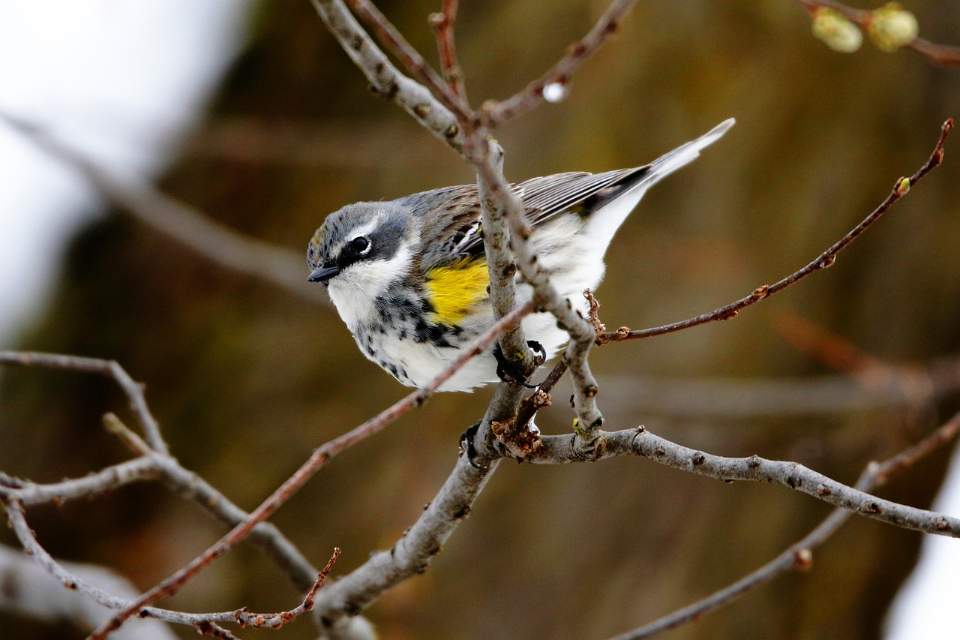 A just migrated Myrtle warbler perched on a bare tree branch in early spring.