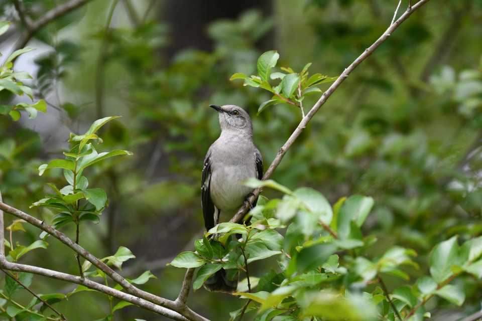 A Northern Mockingbird perched on a leafy backyard tree during summer.
