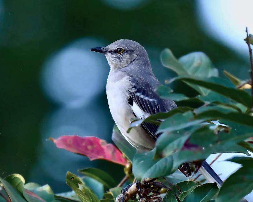 A Northern Mockingbird perched in a native backyard tree.