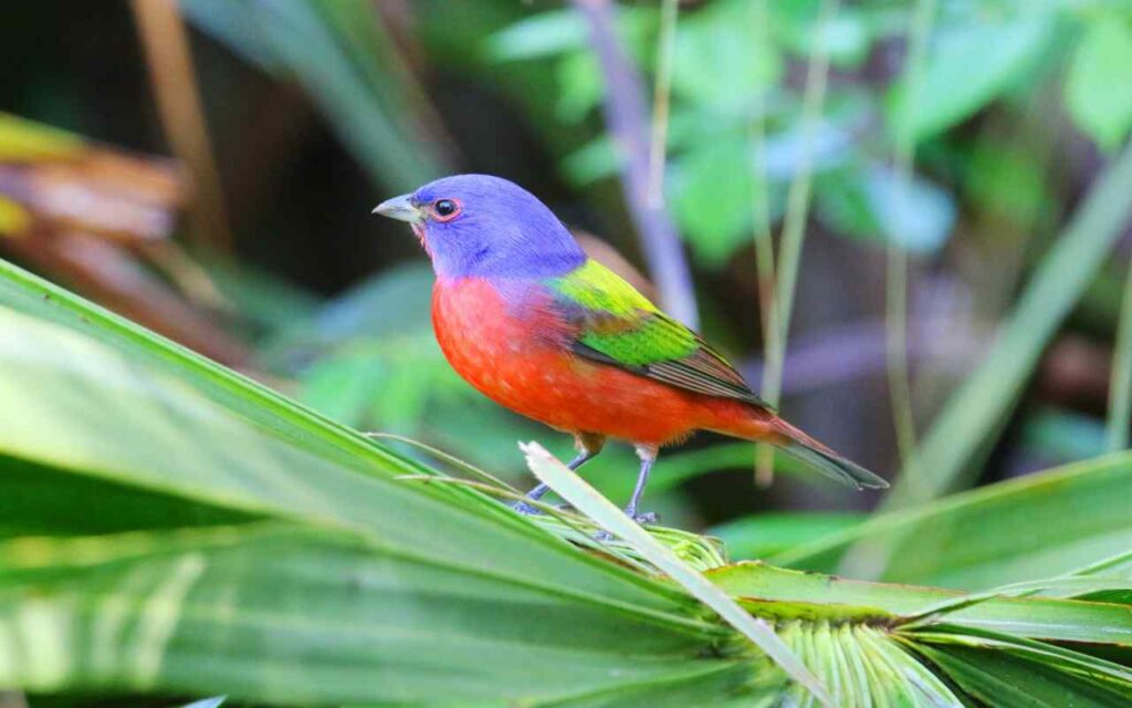 Colorful Painted Bunting resting on a branch in a sunny backyard tree.