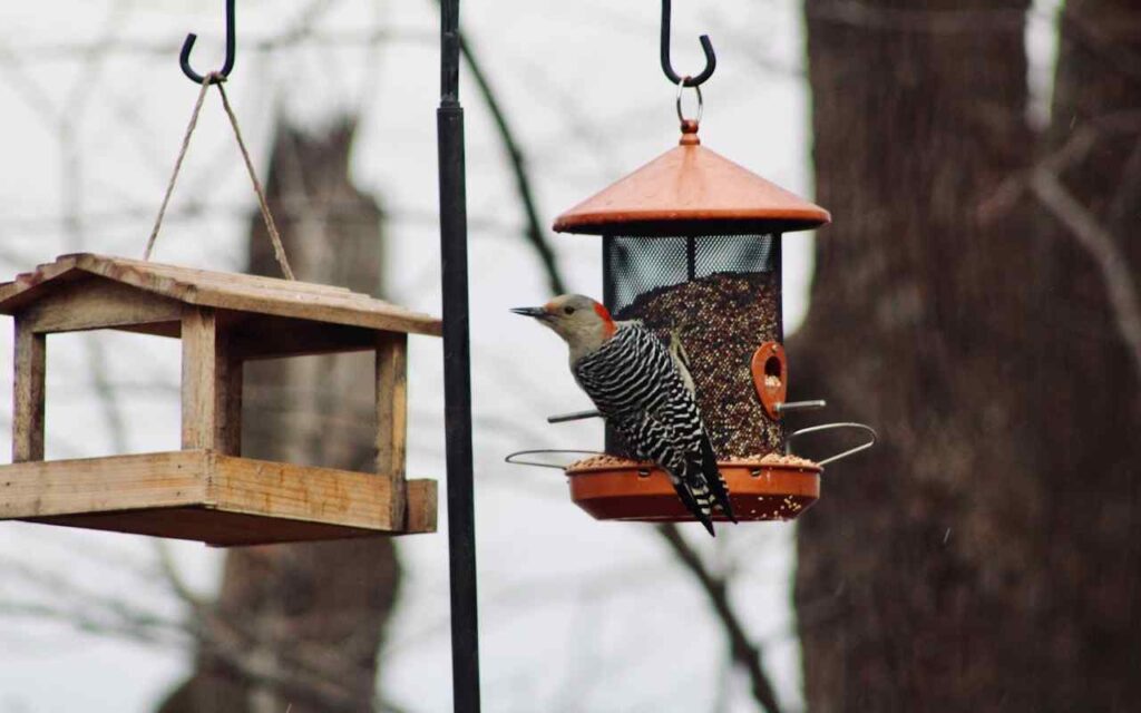 A Red-bellied Woodpecker feeding on seeds from a backyard bird feeder in winter.