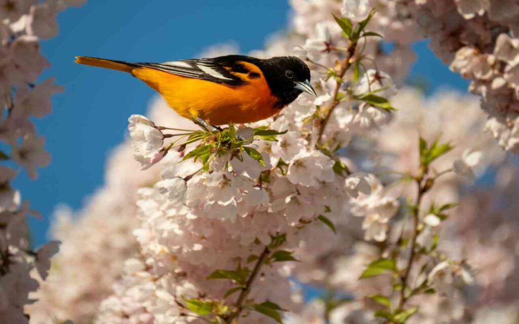 Baltimore Oriole perched among cherry blossoms in spring.