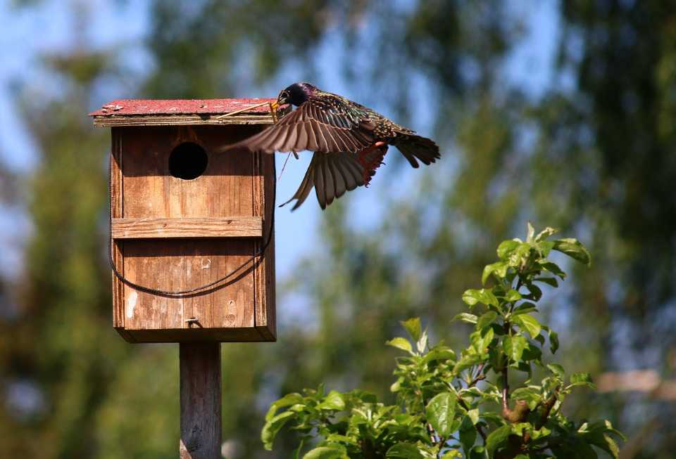 Starling approaching a wooden nesting box in spring, carrying nesting material in its beak, showing natural bird nesting behavior without disturbance