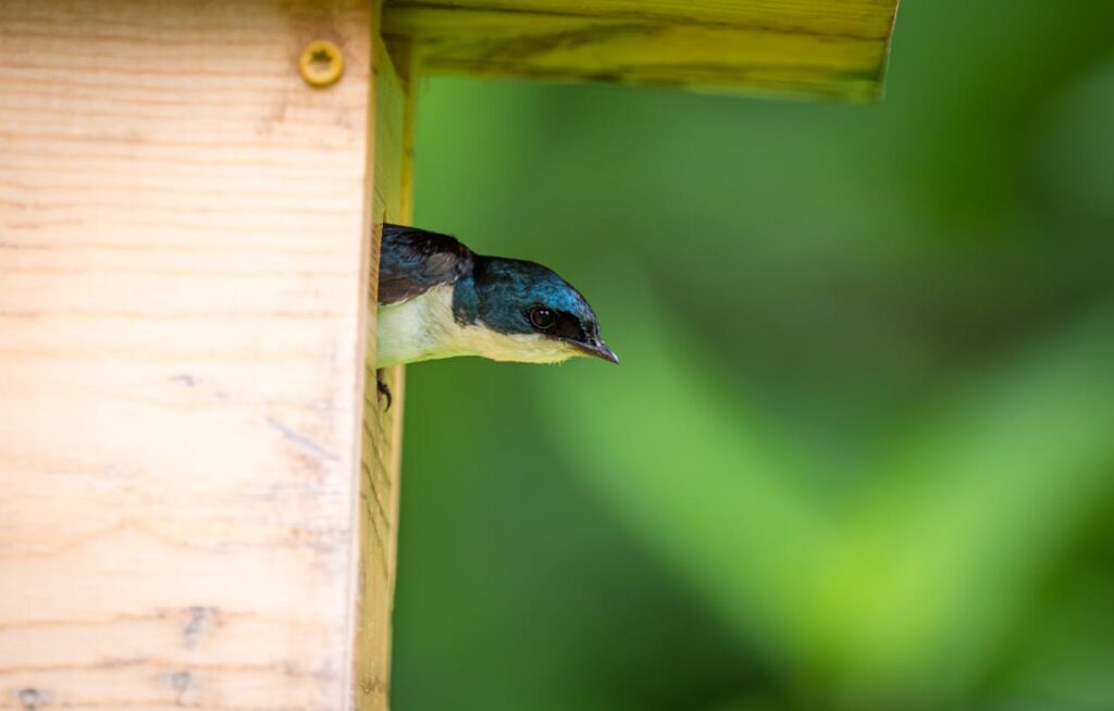 Tree swallow building a nest in a backyard nest box during spring.
