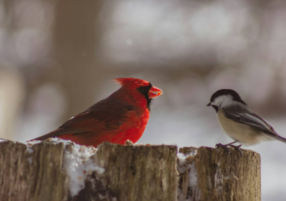 Cardinal and chickadee eating seeds from a backyard tree stump in winter.
