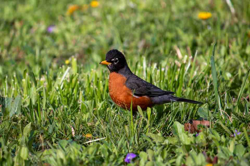 American Robin foraging on a backyard lawn during spring migration.