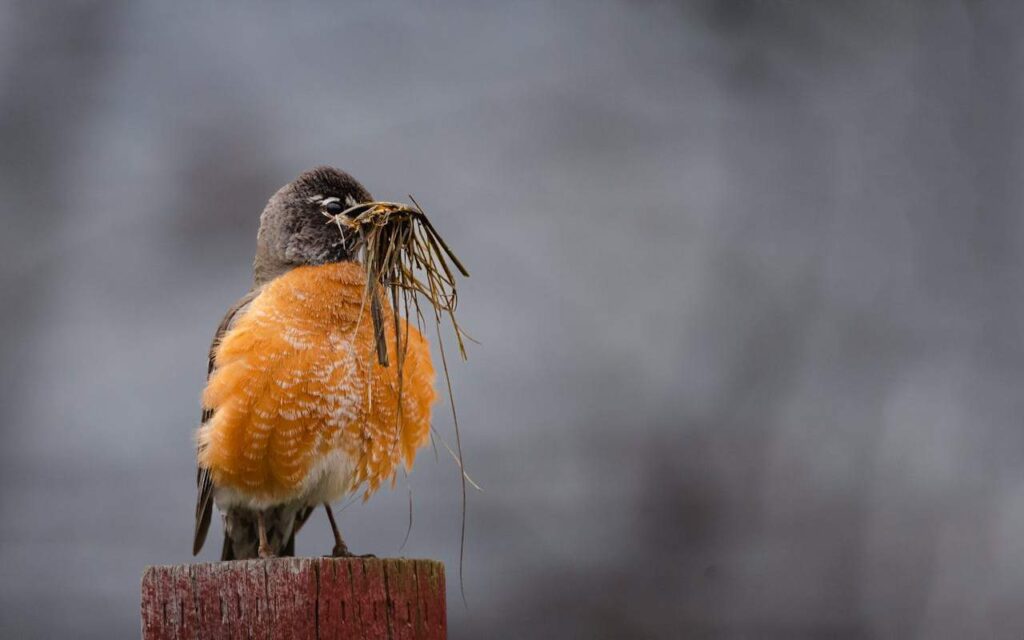 An American robin collecting twigs and grass to build its spring nest.