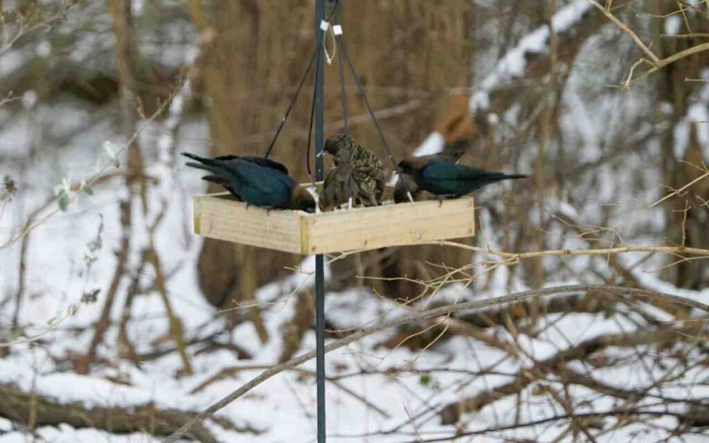 A few brown-headed cowbirds and European starlings feeding at a backyard feeding station.