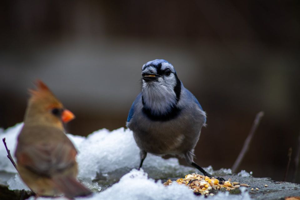 Blue jay feeding on seeds in winter while a female cardinal watches on.