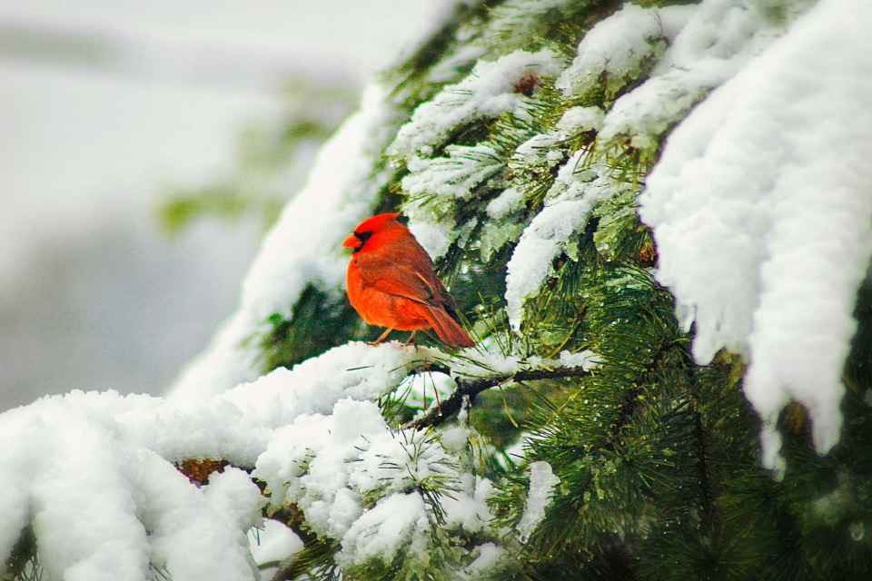 A Northern Cardinal perched in a backyard pine tree.