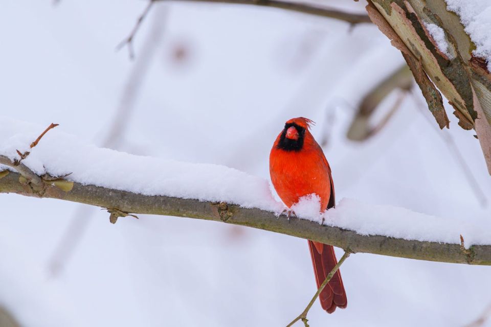 Northern cardinal perched on a leafless backyard tree during winter.
