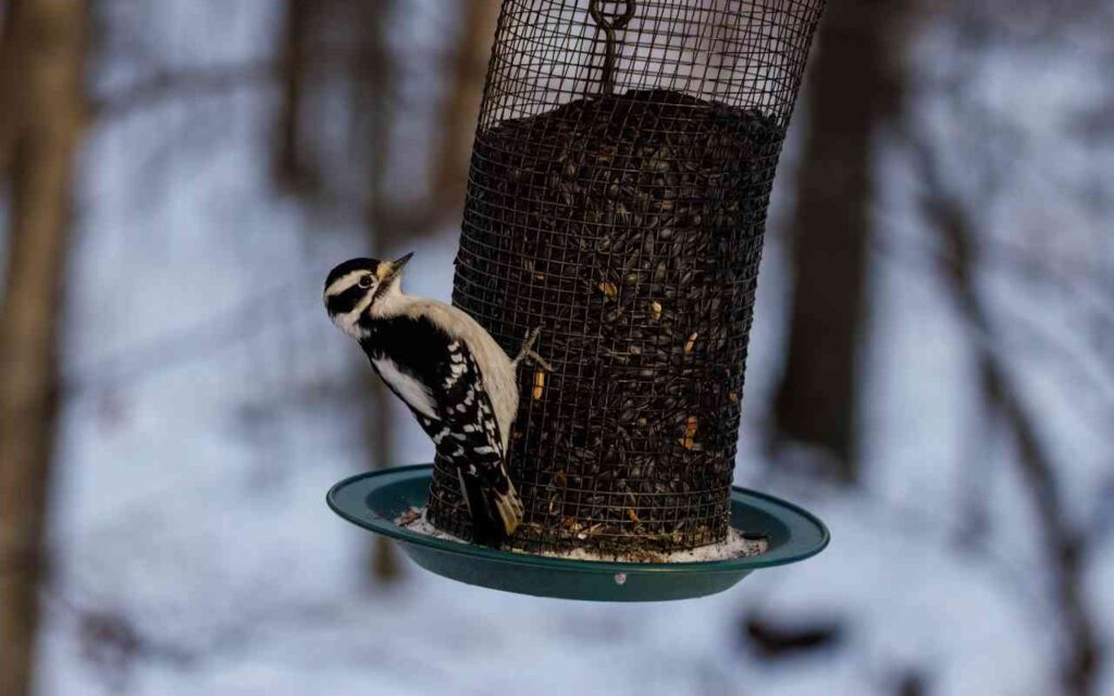 Downy Woodpecker clinging to a bird feeder while eating black oil sunflower seeds in winter.