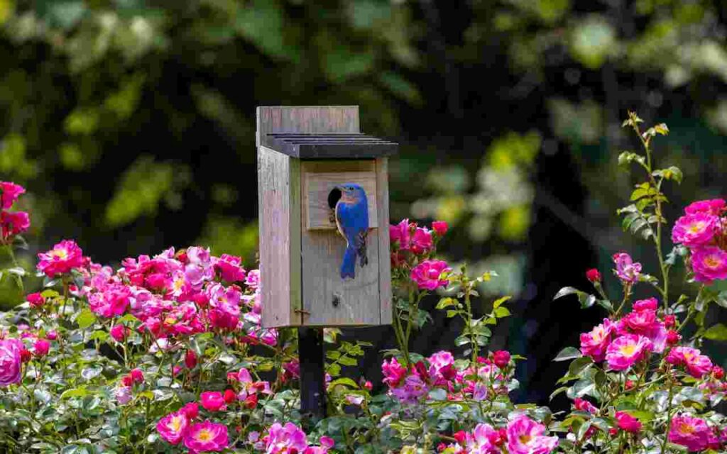 Eastern bluebird building a nest in a backyard nest box during spring.