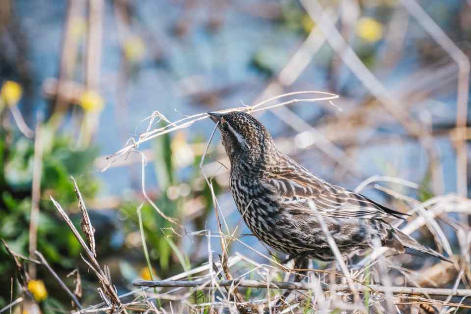 A female European starling collecting twigs and plant fibers to build a nest in a backyard setting.