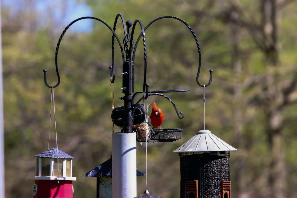 A Northern cardinal feeding on sunflower seeds at a backyard bird feeding station in winter.