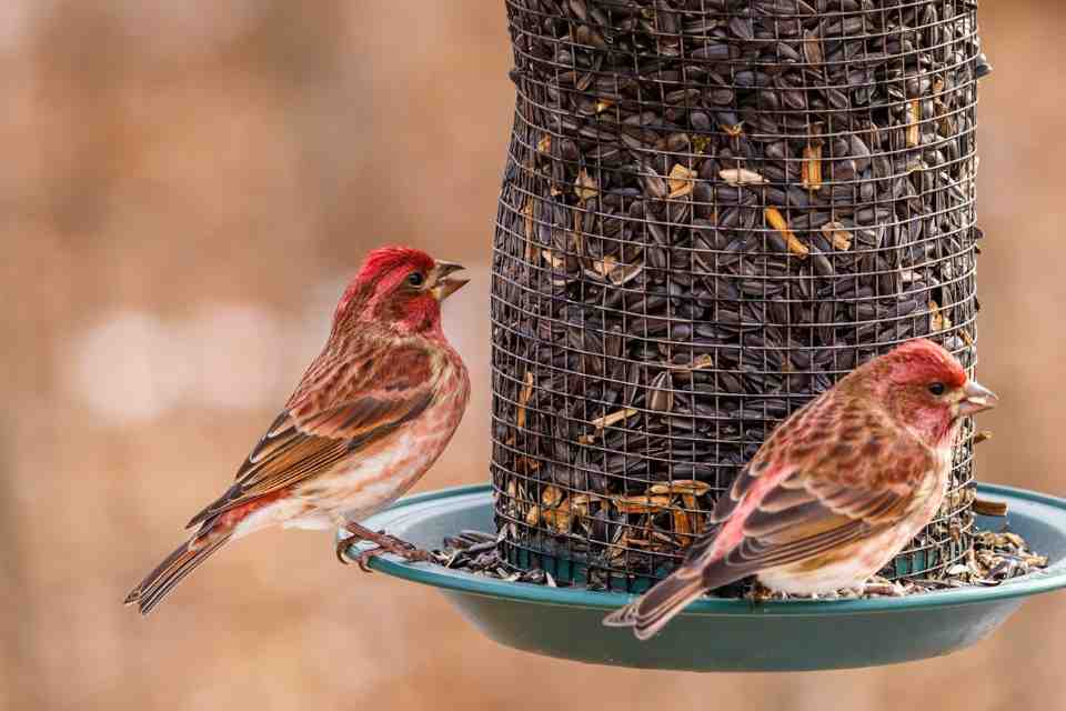 air of house finches feeding on black-oil sunflower seeds at a backyard feeder in winter.